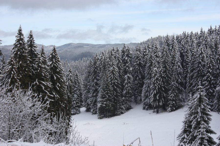 Pamporovo — snow-covered slopes and forest. Photo: Okotuki. Archive image; resized.